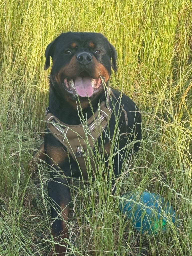 Rottweiler male