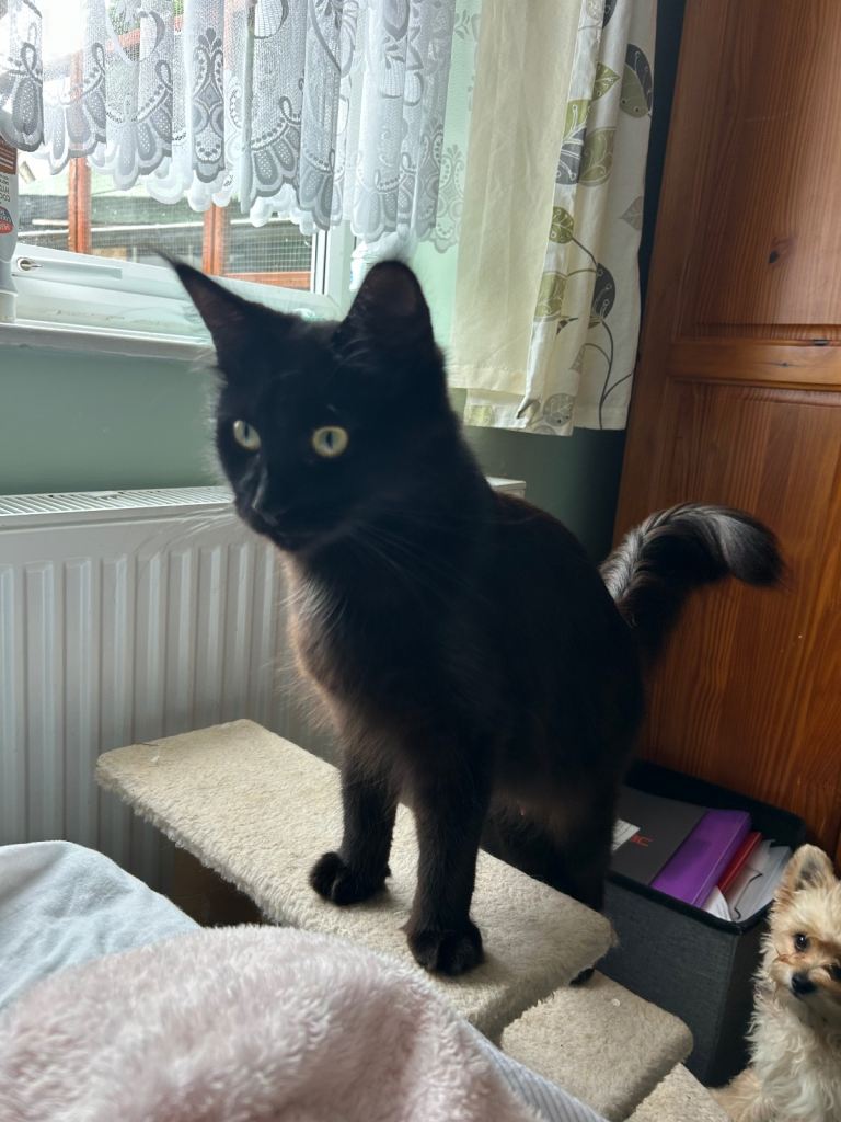 image for Maine coon cross