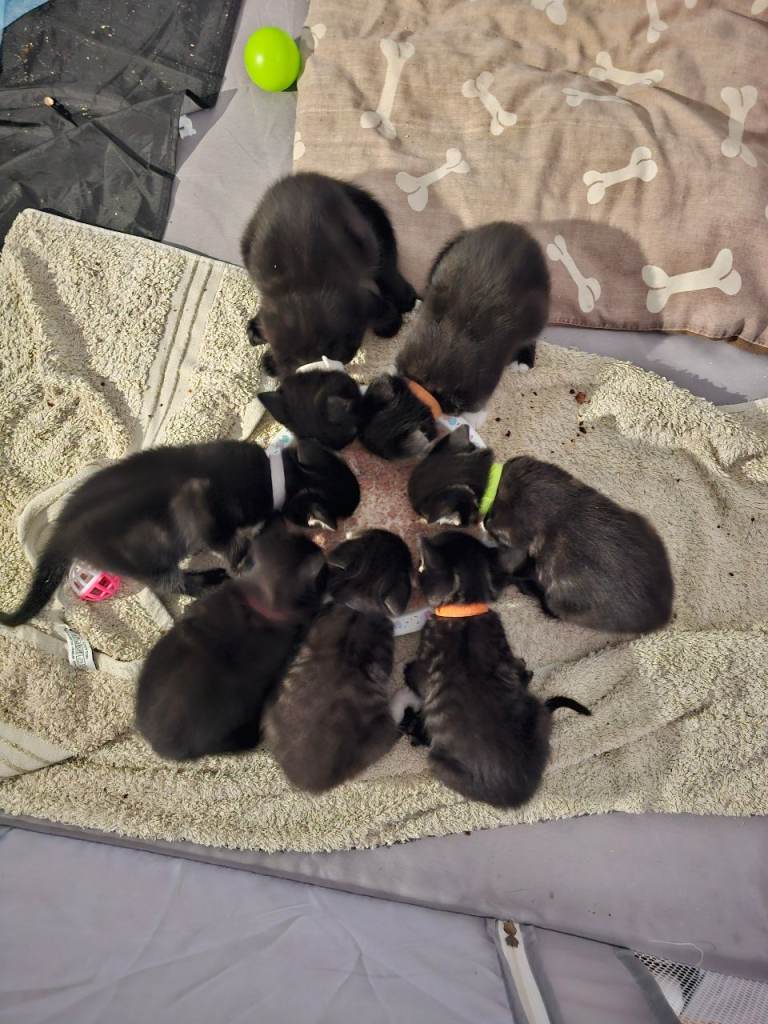 Kittens