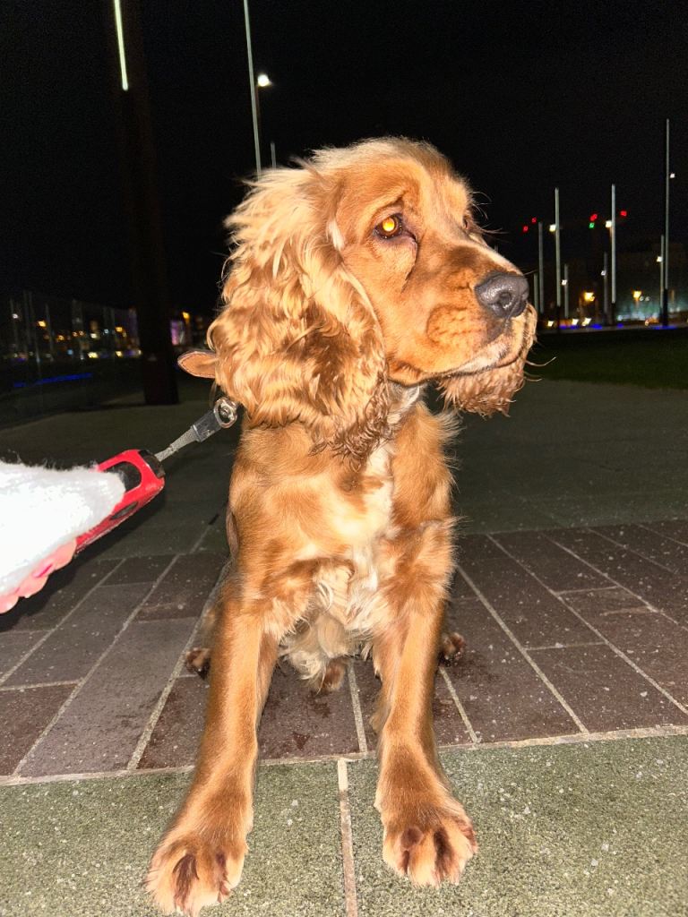 18 month old cocker spaniel 