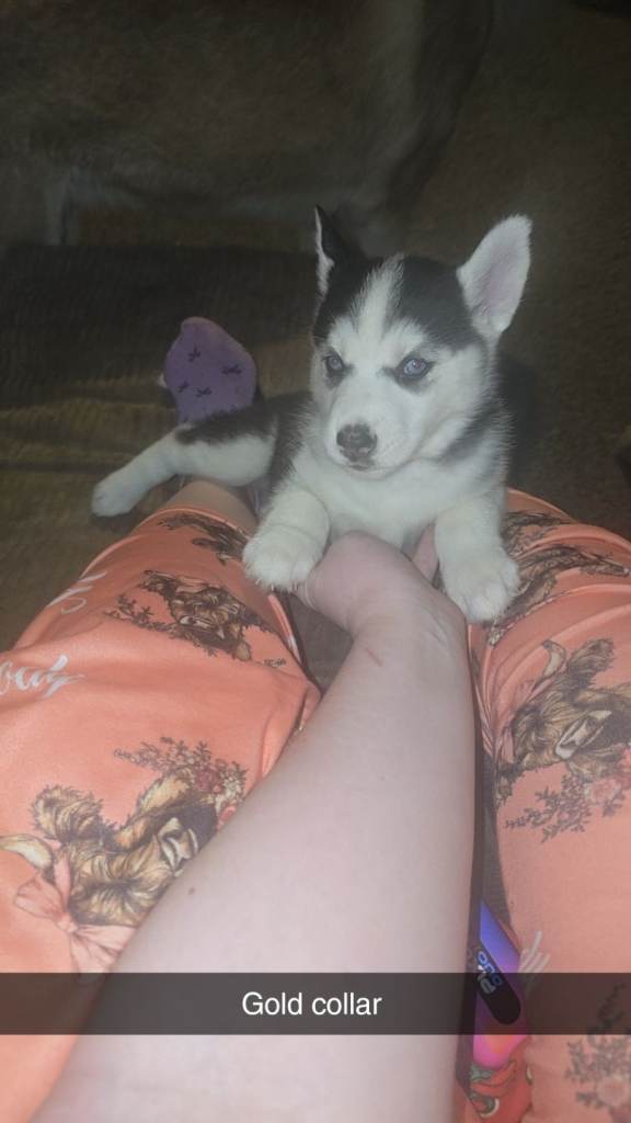 4 siberian Husky pups