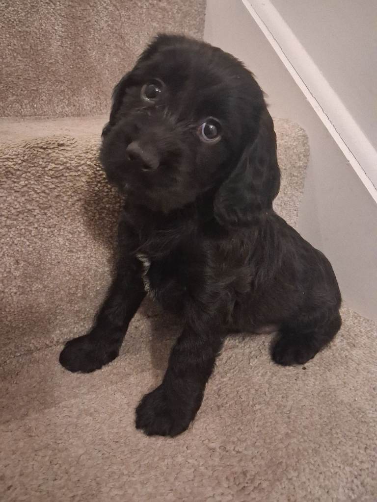 Only girl of the litter now available 