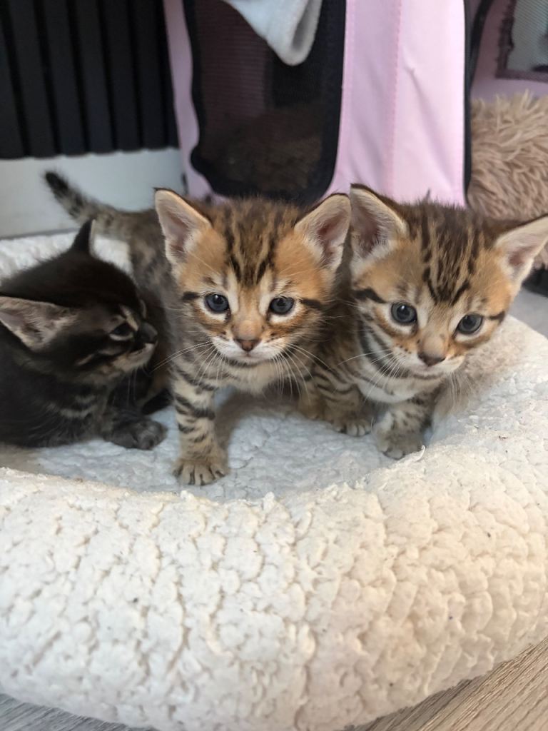 Stunning Bengal Kittens – Rare Black (Melanistic) Male + 1 Beautiful Spotted Girl & 1 Male 🐆 