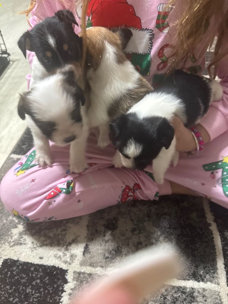 Jack Russell/shitsui puppies £700