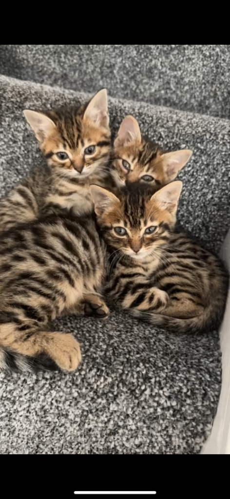 Half bengal half tabby cats for sale 