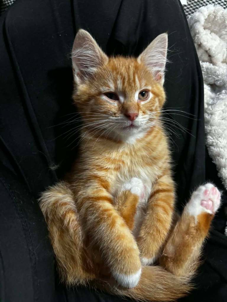 Ginger kitten