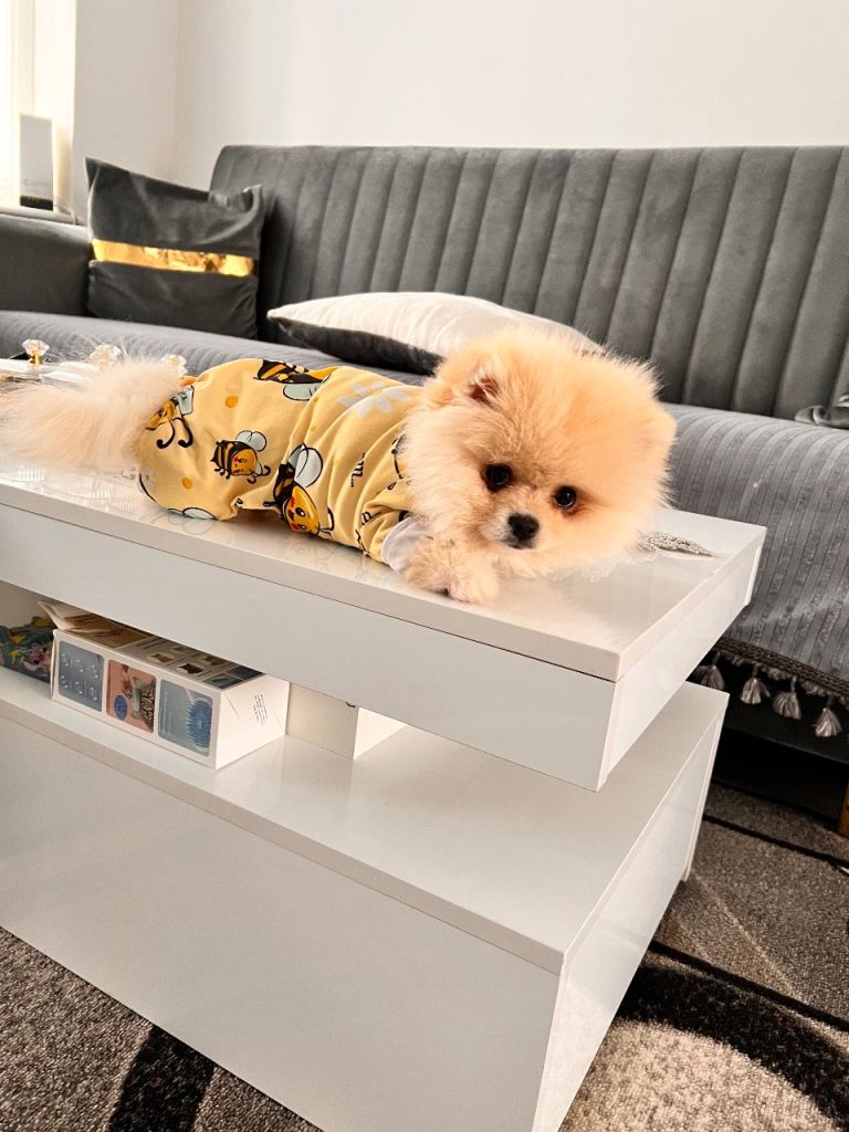 FOR SALE-Beautiful Female Pomeranian Teddy Bear Face Puppy – White & Cream