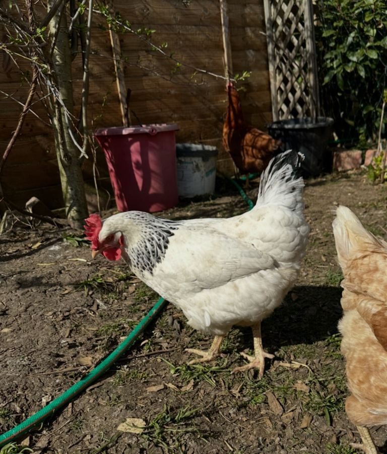 Young less than 1 year old chickens