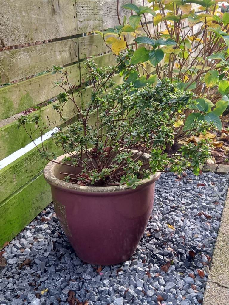 Azalea in pink pot .