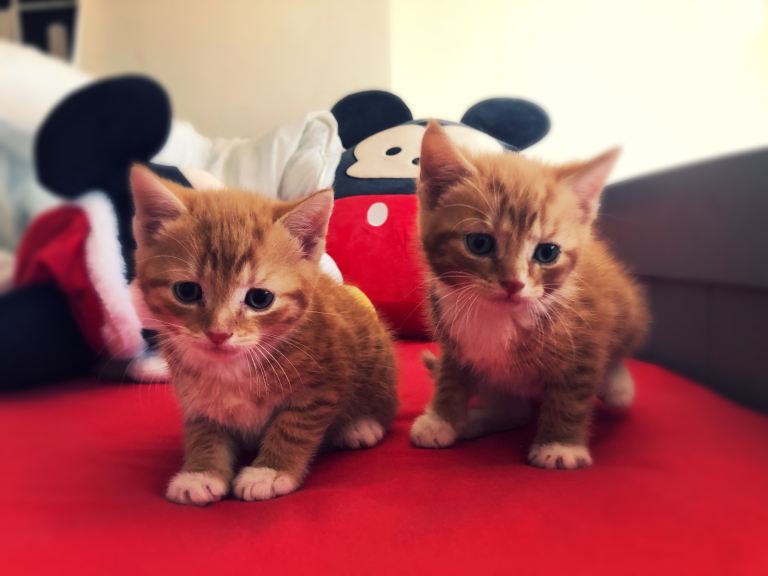 Kittens 