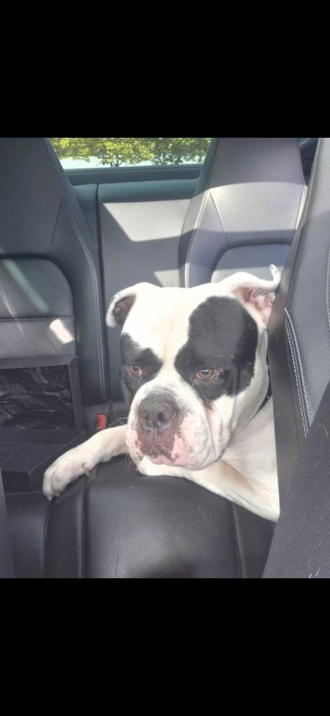 Johnsons American Bulldog