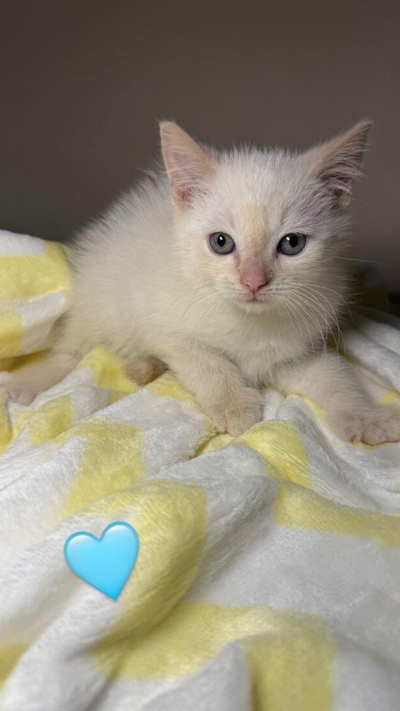  Calm White Ginger-Tip Kitten – Ready For Forever Home🐾 🧡🤍