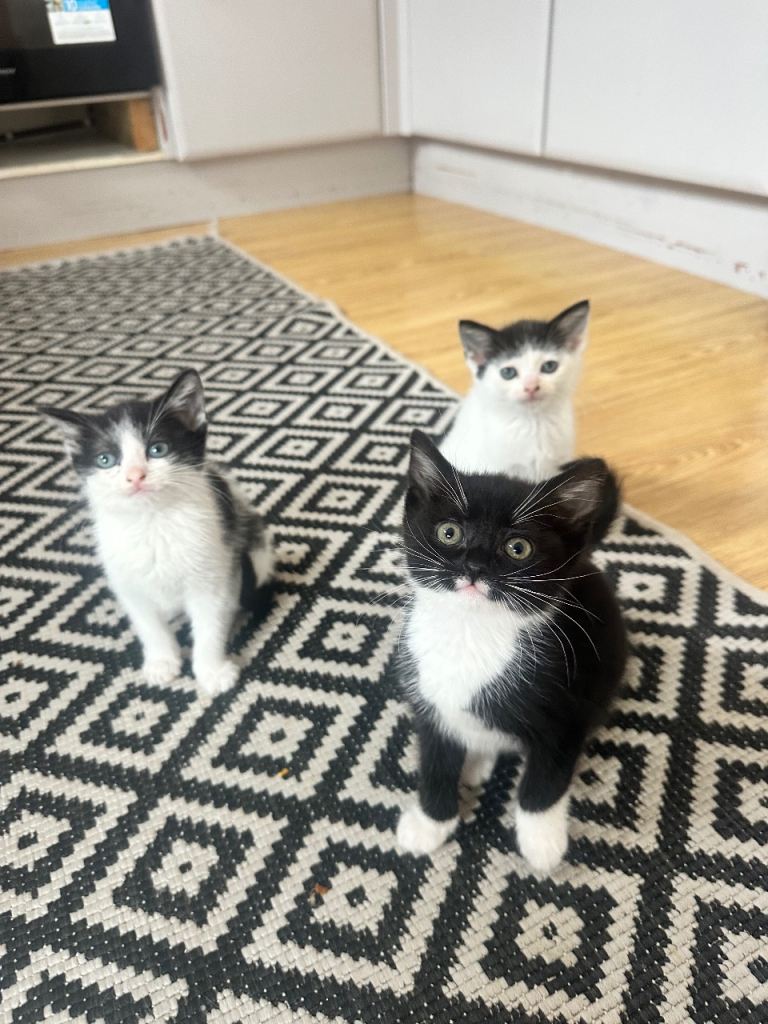 Beautiful cuddly kittens