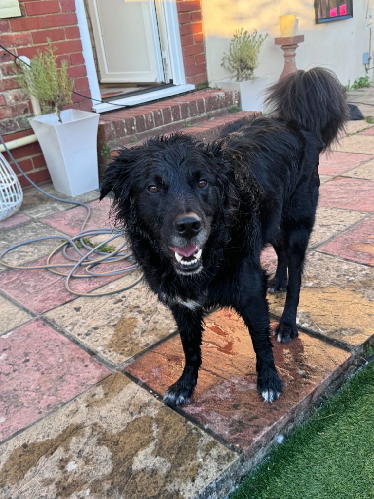 Gorgeous golden retriever crossed with border collie
