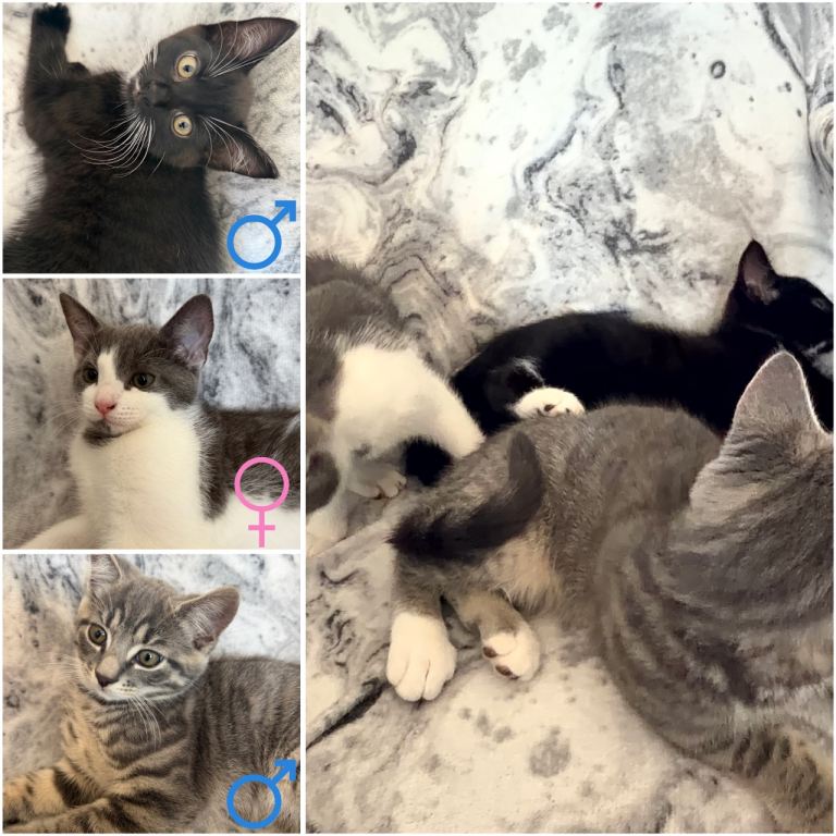 3 Kittens For Sale!
