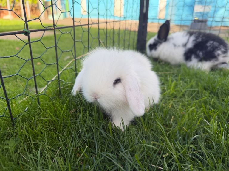 Two Beautiful Male Baby Rabbits – Lionhead x Holland Lop Mix