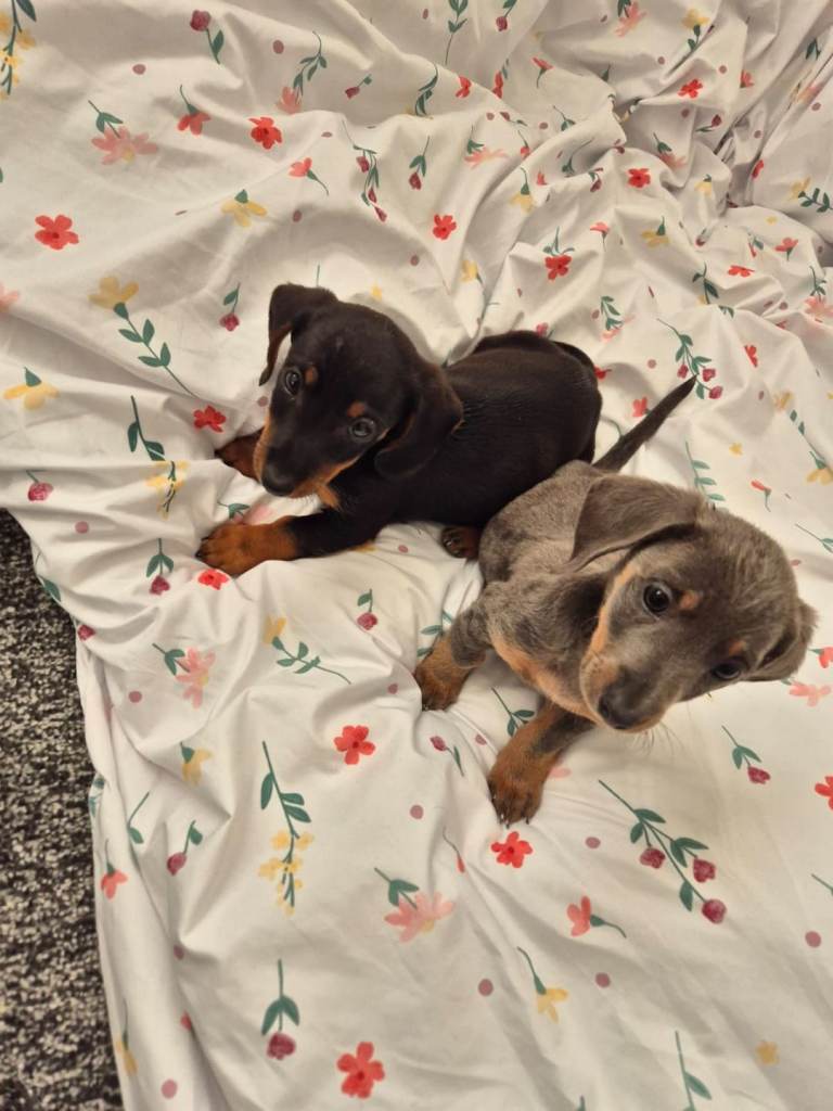 Miniature dachshund puppies 