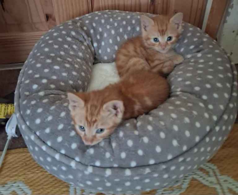 Four Lovely kittens ready for their new homes.