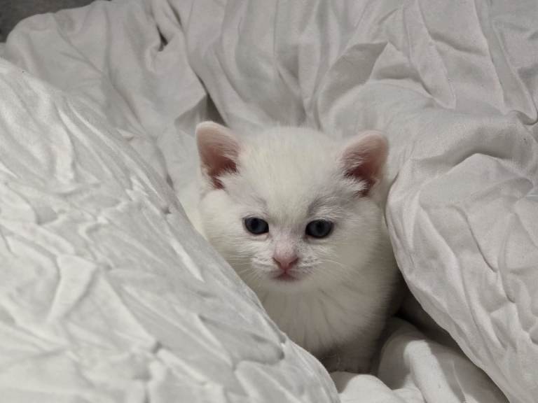 3 kittens and I cat for sale 