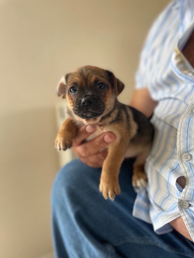 Jug puppies 