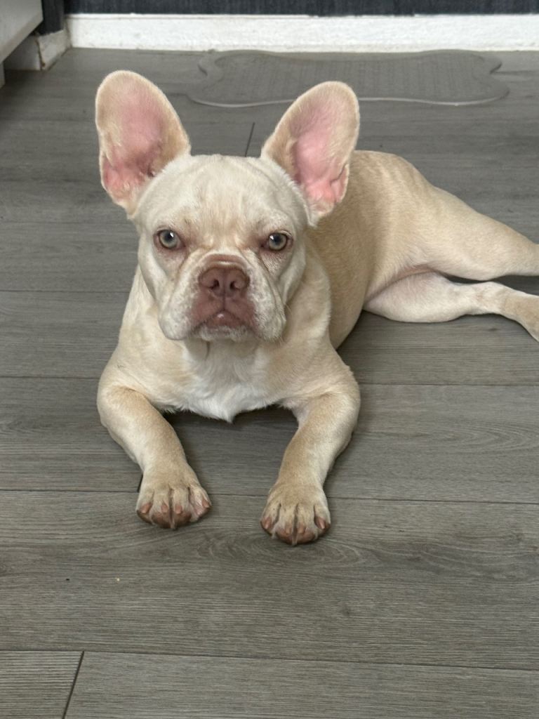 Beautiful 7 Month Old Female French Bulldog 