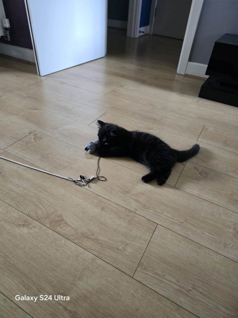 Kitten for new home