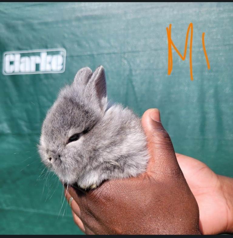 Netherlands dwarf  & mini lop 