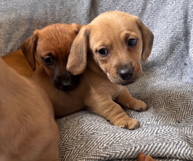 Miniature Dachshund X Mini Jack Russell Puppies 8 weeks old
