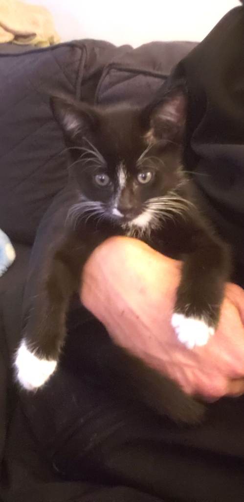 Kitten