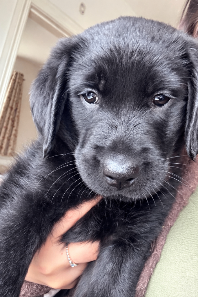Labrador Retriever Puppy 