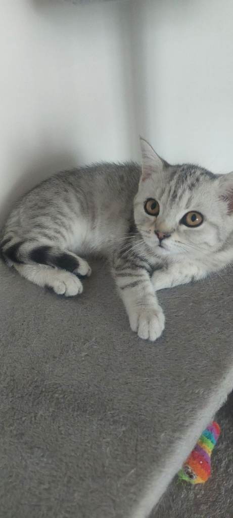 Female silver spotted/tabby  british shorthair
