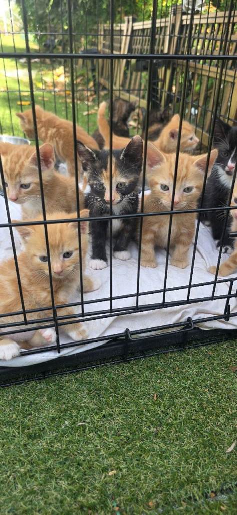 4 ginger kittens available