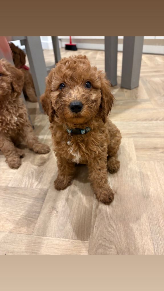 Puppies for sale 