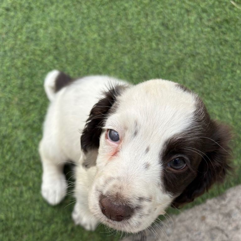 Last cocker spaniel puppy for sale wigan