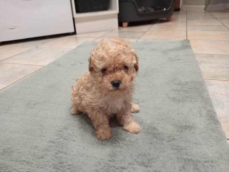 Toy poodle apricot female