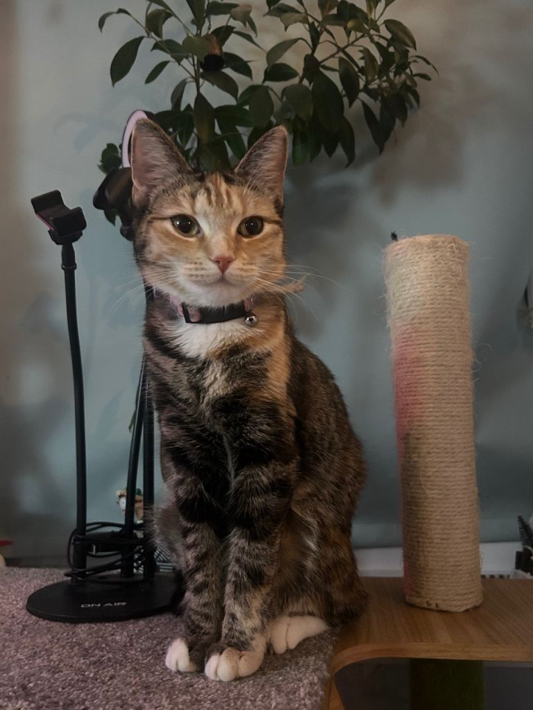 Two female cats available 