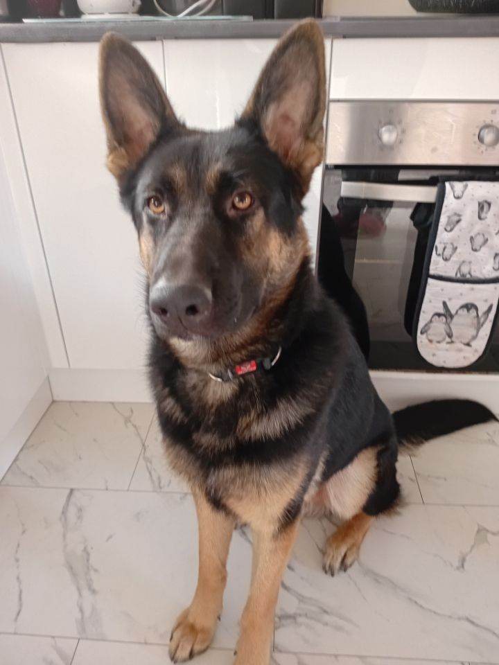 Rupert (German shepherd)