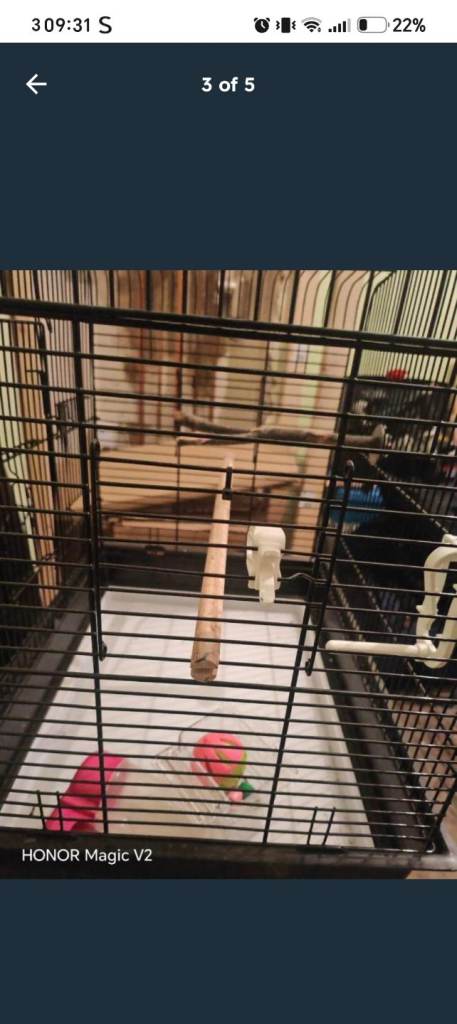 Bird cage 
