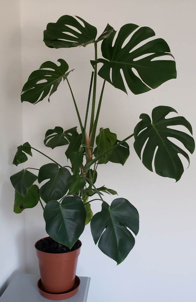 Stunning Large Indoor Plants