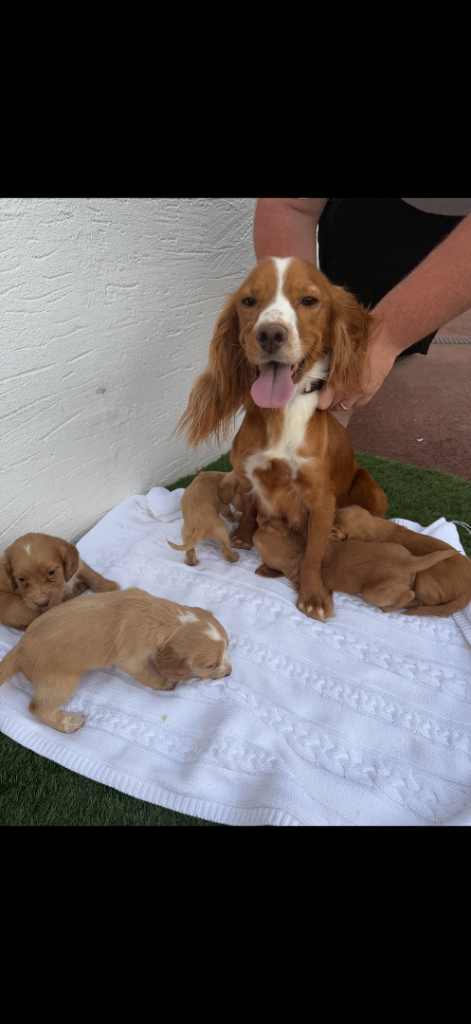 Cocker spaniel puppies
