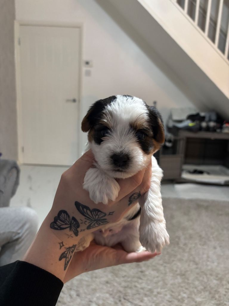 Yorkshire terrier biewer puppies 