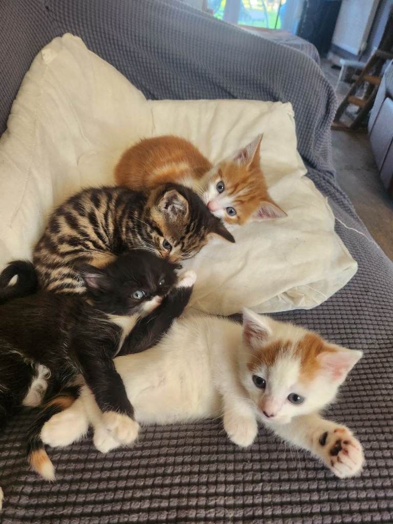 11 week old kittens 