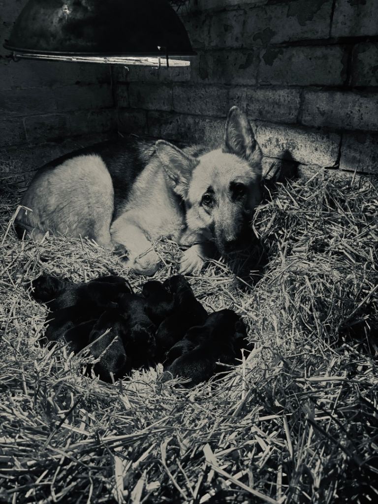 German Shepard Puppies For Sale