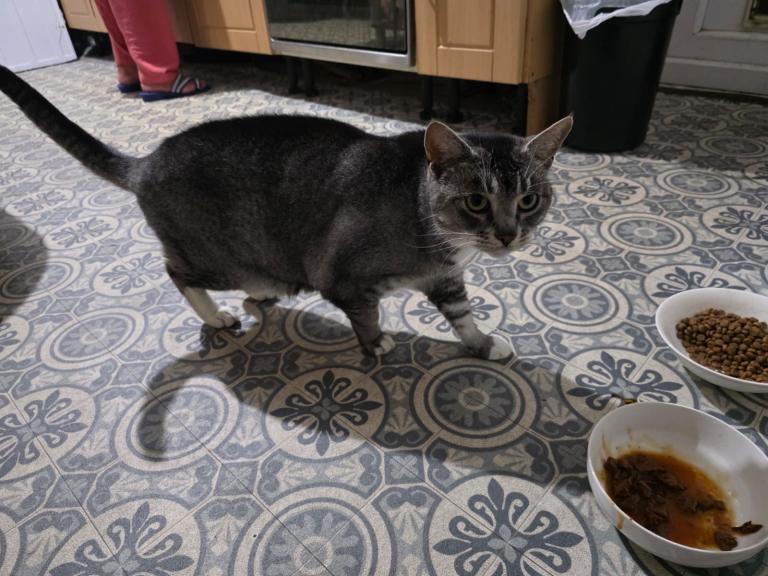 Tabby cat needs new home!