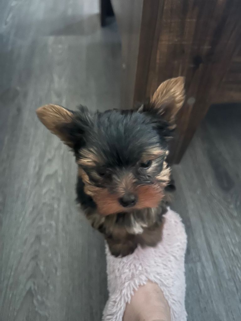 Toy Yorkshire terrier puppy 