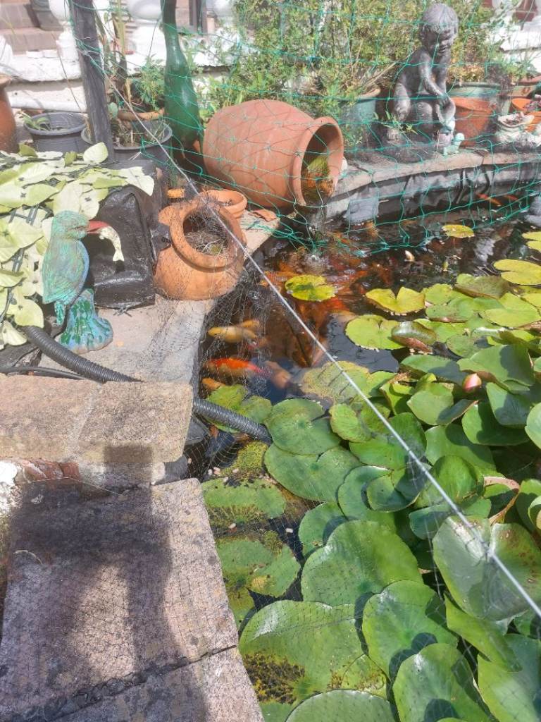 Large pond goldfish