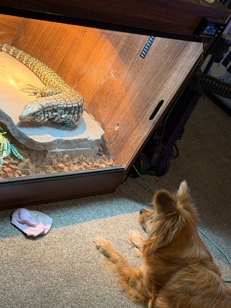 Tegu