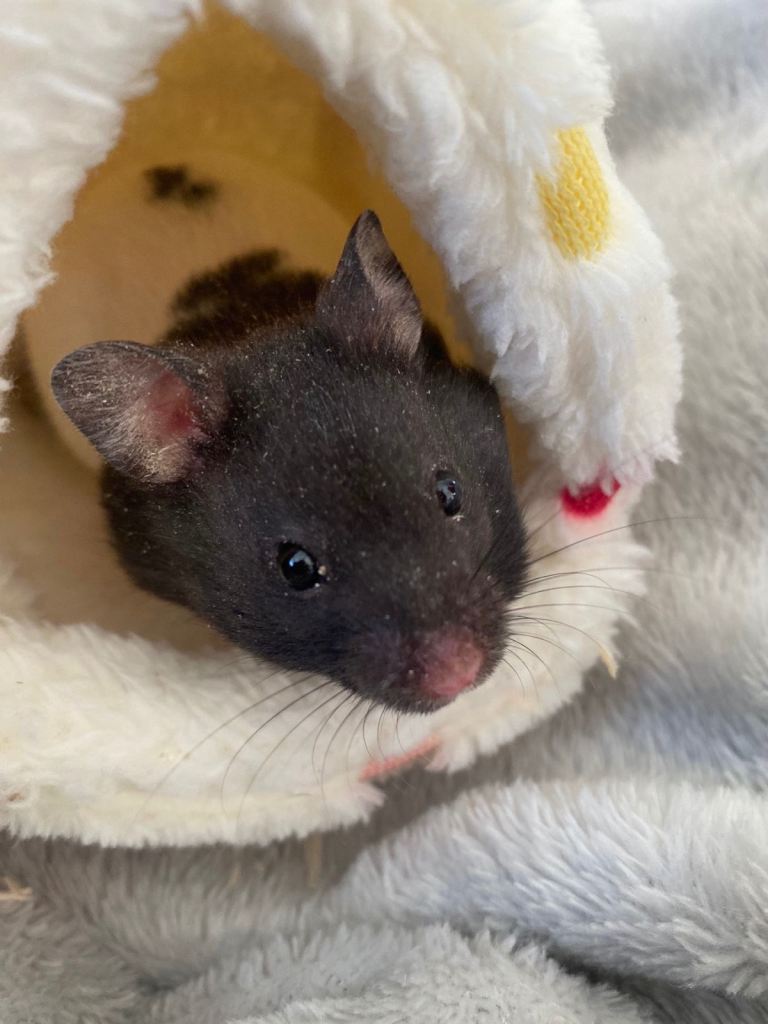 Fully tame Syrian hamster 🐹