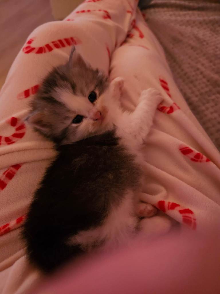 Pretty Persian cross kittens