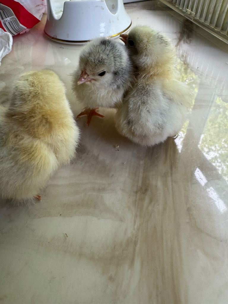 Chicks 